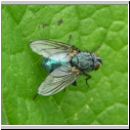 Calliphora vicina - Schmeissfliege 08.jpg